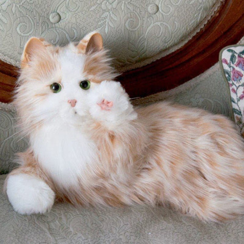 COMPANION PET CAT